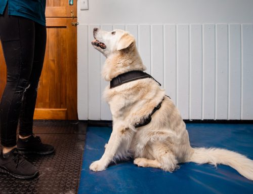 Beyond obedience: why we consider loose-leash walking a vital skill for preventative healthcare