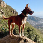 Spring conditioning Pets in Balance
