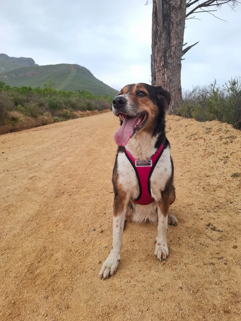 Spring conditioning Pets in Balance