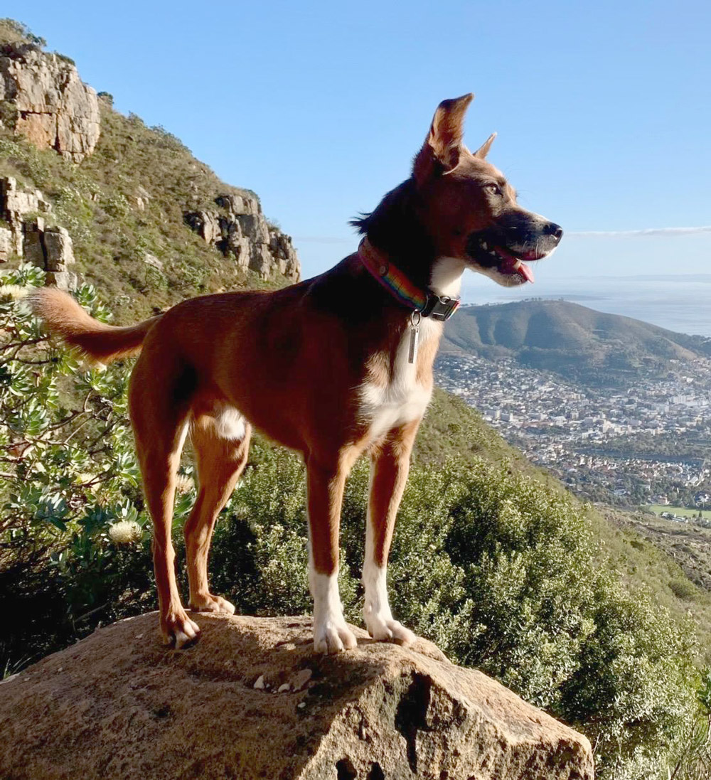 Spring conditioning Pets in Balance
